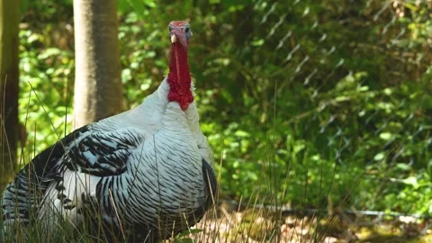 A Turkey bird standing in the forest Stock Footage 274266597
