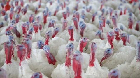 Turkey Birds Farming Stock Footage 101577221