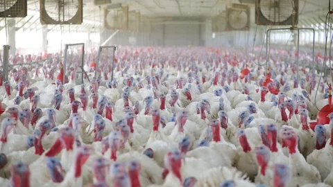Turkey Birds Farming Stock Footage 101577231