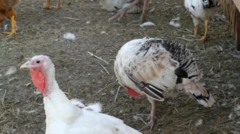 Turkey birds Stock Footage 10877768