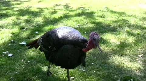 Turkey with black feathers medium shot Stock Footage 51370672