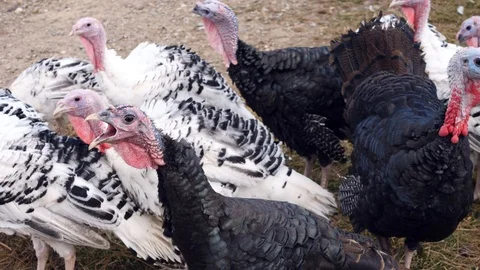 Turkey breeding for holiday dinner 動画素材 97078375