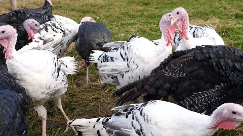 Turkey breeding for holiday dinner Vidéo 97080560