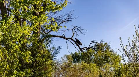 Turkey Buzzard with it’s Back to the Sun on Branch Stock Photos
