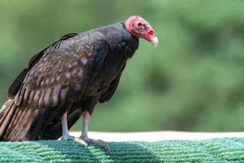 Turkey buzzard or John crow large bird, the most widespread of theNew World v Stock Photos