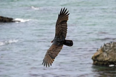 Turkey Buzzard Stock Photos