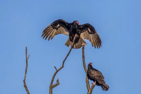 Turkey buzzard sunning Stock Photos