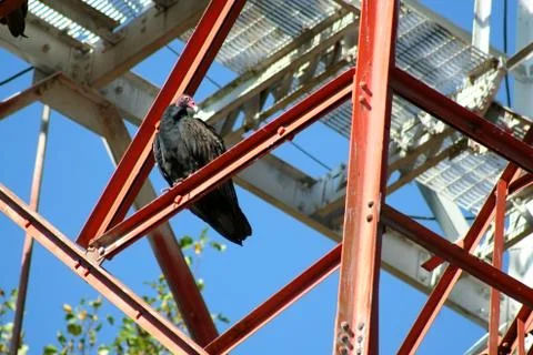 Turkey buzzard on a tower Stock Photos