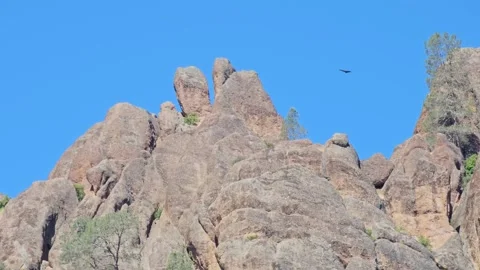 Turkey buzzards, vultures flying with the background of giant stone cliffs. Stock Footage 241271473