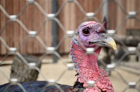 Turkey in a cage Stock Photos