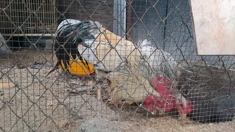 Turkey cages Stock Footage 295492881