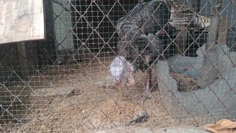 Turkey cages Stock-Footage 295492882