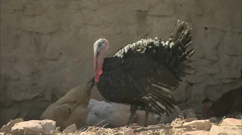 A Turkey calling and ruffling its feathers Stock-Footage 68446543
