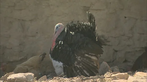A turkey calling Video stock 38620439