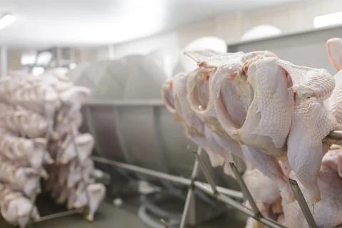 Turkey carcasses on processing line in chilled poultry plant Stock Photos