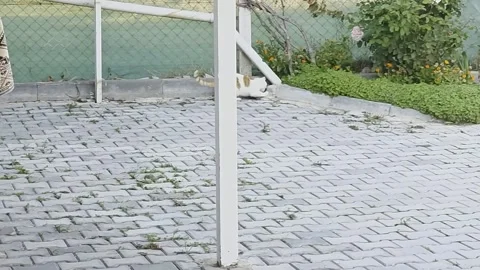 Turkey: Cat caught toying with mouse in repeated street chase in Turkey... Stock Footage 320576495