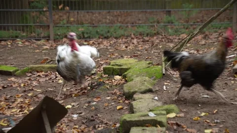 A turkey chasing a rooster  Stock Footage 289671793