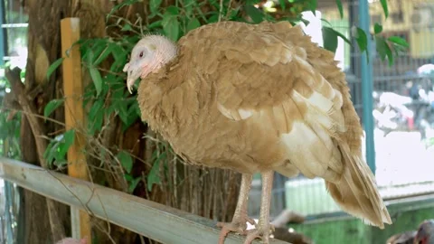 Turkey chickens Stock Footage 254453057