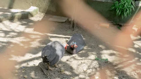 Turkey chickens Stock Footage 254453060