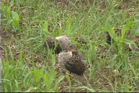 Turkey chicks 1 Stock Footage 343130