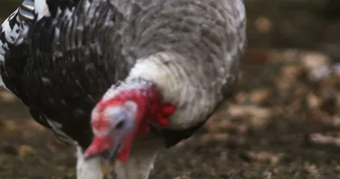 Turkey Cinematic View Vídeo Stock 106059589