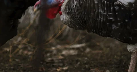 Turkey Cinematic View Vídeo Stock 106068008