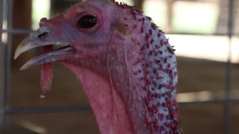 Turkey Close Up (Bird) Stock-Footage 242539623