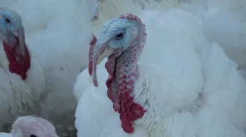 Turkey Close up. Stock Footage 32820555