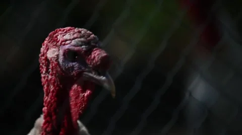 Turkey close up Stock Footage 41822956