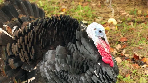 Turkey close-up in garden. Stock Footage 140781195
