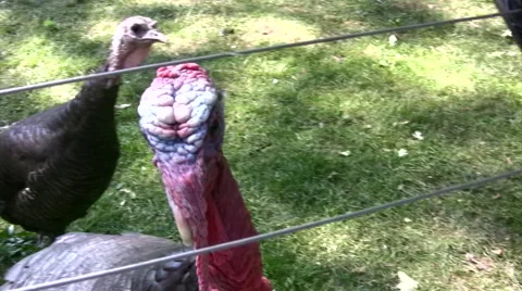 Turkey close up looking towards camera Stock Footage 51370594