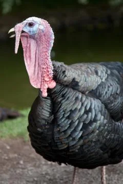 Turkey close up Stock Photos