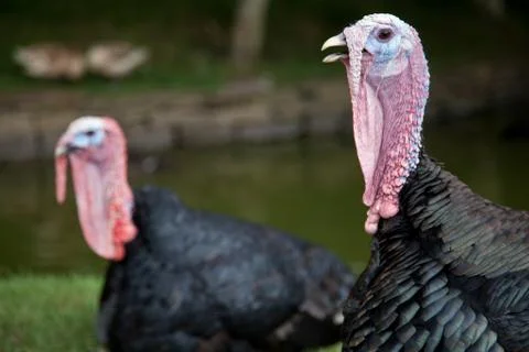 Turkey close up Stock Photos