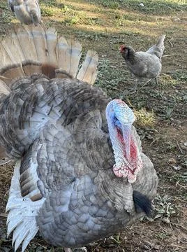 Turkey closeup 写真素材