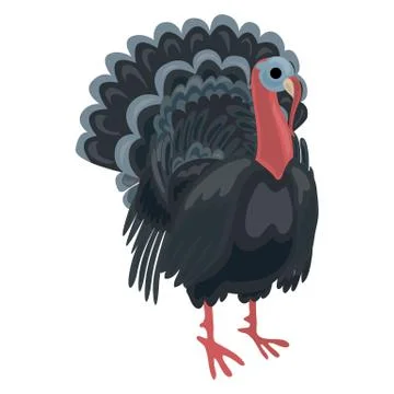 Turkey cock icon, cartoon style Stock Illustration