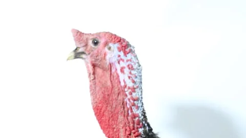 Turkey-cock, isolated on a white background Stock Footage 221846053