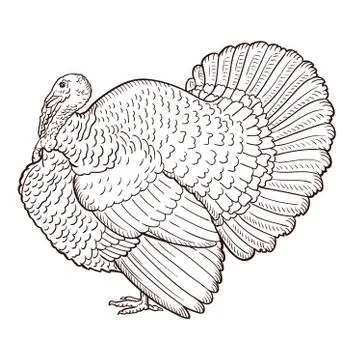 Turkey contour isolated on the white background, bird Stock Illustration