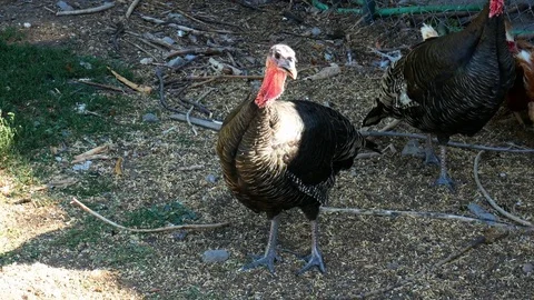 Turkey Corral Video stock 84003961