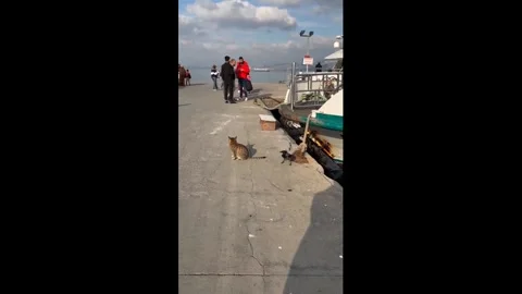 Turkey: Crow pecks cats tail during standoff in Istanbul, Turkey Stock Footage 333728723