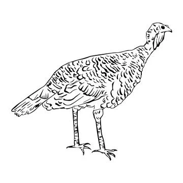 Turkey drawn in graphic style. Turkey. Symbol of the holiday. Thanksgiving Da Illustration