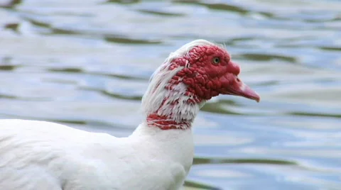 Turkey Duck 1 Stock Footage 757715