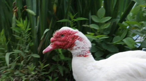 Turkey Duck 2 Stock Footage 757705