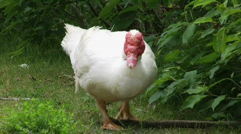 Turkey Duck 3 Stock Footage 757654