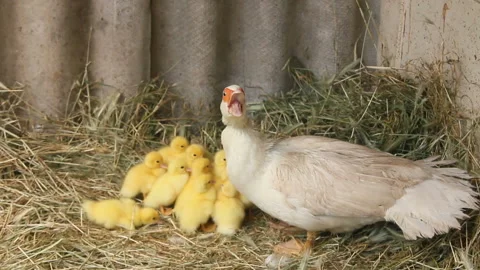 Turkey-duck with brood Stock Footage 111764954