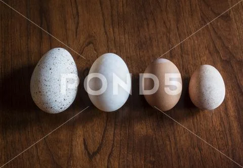 Turkey, Duck, Brown and Guinea Fowl Eggs in a row Stock Photos