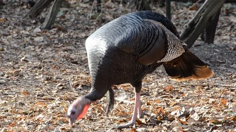 Turkey Eats In Autumn Video stock 120266915