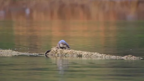 Turkey: Eurasian otter spotted feeding in northern Turkey Stock Footage 323448779