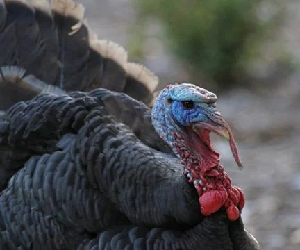 Turkey Face Foto stock