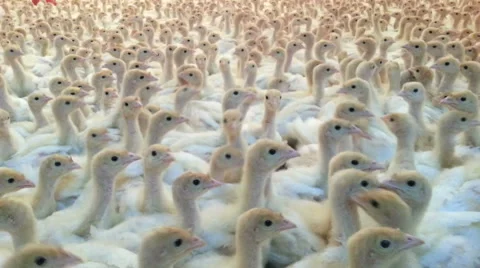 Turkey Farm Background Stock Footage 64540072