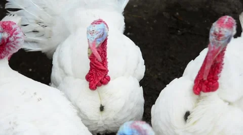 Turkey on a farm Stock Footage 62266656